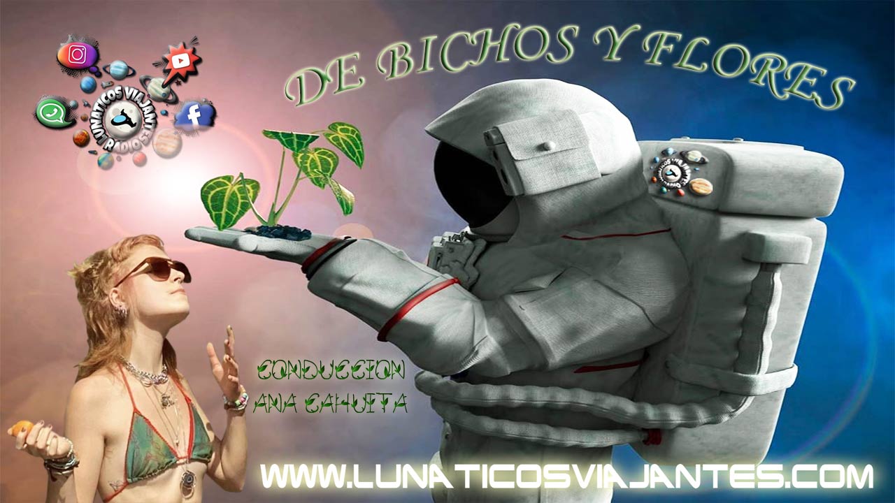 la_vela_puerca_disco